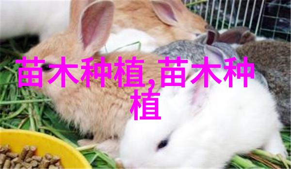 侧柏造林技术
